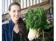 SPRAY FREE SILVERBEET  Bunch Katikati Grown